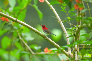 Sunbird, living naturally in a public park in Bangkok, Thailand.