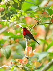 Sunbird, living naturally in a public park in Bangkok, Thailand.