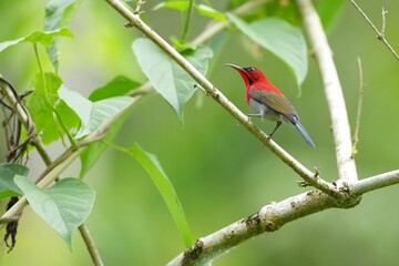 Sunbird, living naturally in a public park in Bangkok, Thailand.