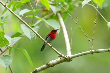Sunbird, living naturally in a public park in Bangkok, Thailand.