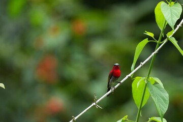 Sunbird, living naturally in a public park in Bangkok, Thailand.