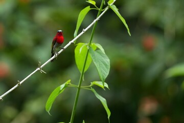 Sunbird, living naturally in a public park in Bangkok, Thailand.