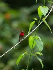 Sunbird, living naturally in a public park in Bangkok, Thailand.