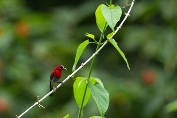 Sunbird, living naturally in a public park in Bangkok, Thailand.