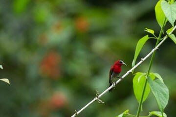 Sunbird, living naturally in a public park in Bangkok, Thailand.