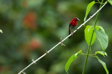 Sunbird, living naturally in a public park in Bangkok, Thailand.