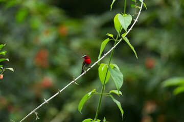 Sunbird, living naturally in a public park in Bangkok, Thailand.