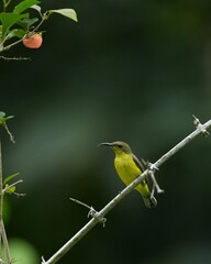 Sunbird, living naturally in a public park in Bangkok, Thailand.