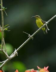 Sunbird, living naturally in a public park in Bangkok, Thailand.