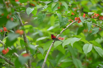 Sunbird, living naturally in a public park in Bangkok, Thailand.