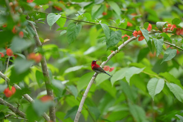 Sunbird, living naturally in a public park in Bangkok, Thailand.