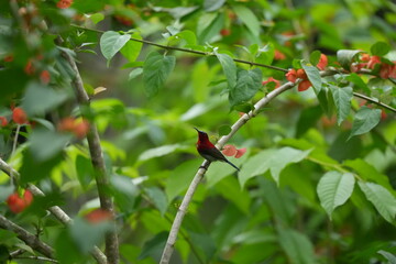 Sunbird, living naturally in a public park in Bangkok, Thailand.