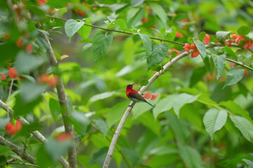 Sunbird, living naturally in a public park in Bangkok, Thailand.