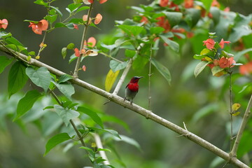 Sunbird, living naturally in a public park in Bangkok, Thailand.