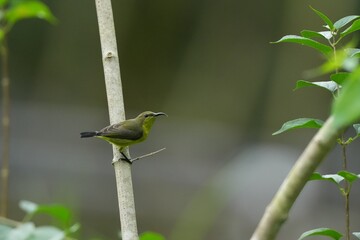 Sunbird, living naturally in a public park in Bangkok, Thailand.