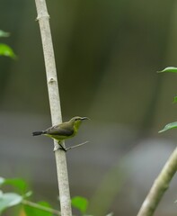 Sunbird, living naturally in a public park in Bangkok, Thailand.