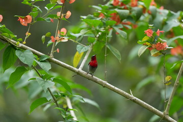 Sunbird, living naturally in a public park in Bangkok, Thailand.