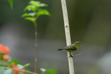 Sunbird, living naturally in a public park in Bangkok, Thailand.