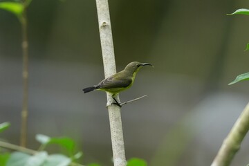 Sunbird, living naturally in a public park in Bangkok, Thailand.