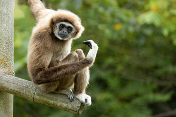 lar gibbon white-handed gibbon, an endangered primate in the gibbon family
