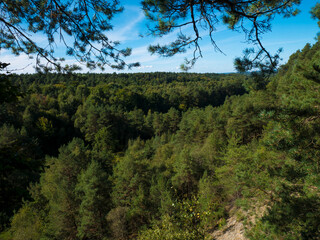 Green forest in Nordrhein-Westfalen, Germany