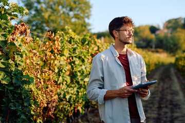 Young man holding a tablet, inspecting grapevines in a sunny vineyard. Using technology for modern agriculture management