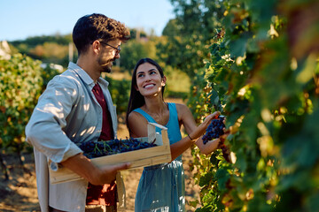 Happy couple hand picking fresh grapes from a vine, putting them into a wooden crate in a sunny vineyard