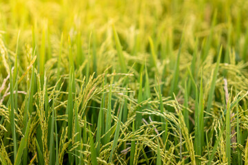 Macro shot of ripe rice grains growing on lush paddy stalks under bright sunlight. Symbolizes agriculture, harvest, food production, nutrition, and sustainability in nature.
