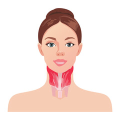 Close-up illustration of a woman's face, showing the anatomy and position of the thyroid gland and surrounding lymph nodes and vessels in the neck	