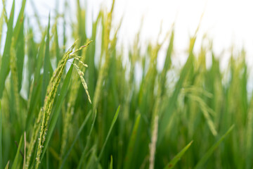 Close-up of lush green rice stalks with grains under sunlight, showcasing the fresh texture of a healthy rice paddy in Indonesia and the essence of agriculture.
