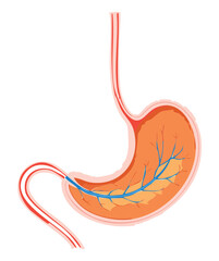 Clean anatomical diagram of the human stomach, detailing the muscle layers, blood vessel supply, and connection to the esophagus	