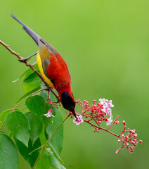 Oriental White Eye On Flower