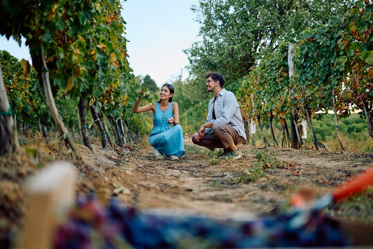 Young couple exploring a vineyard, happily checking ripe grapes before harvesting in a rural setting - Powered by Adobe