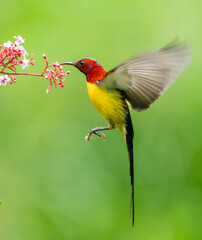 Oriental White Eye On Flower