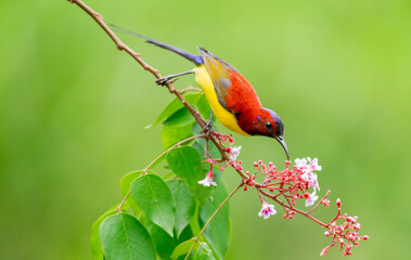 Oriental White Eye On Flower