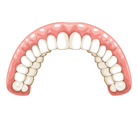 Perfect White Healthy Human Upper Teeth Arch Showing a Flawless and Esthetic Smile for Dental Care Concepts	