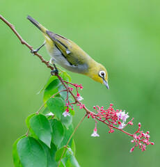 Oriental White Eye On Flower