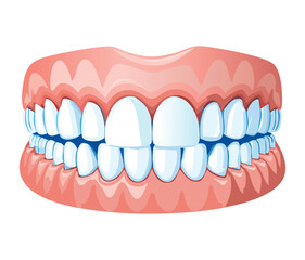 Healthy human upper and lower jaw with perfect white teeth and gums, illustrating natural dental alignment and hygiene	