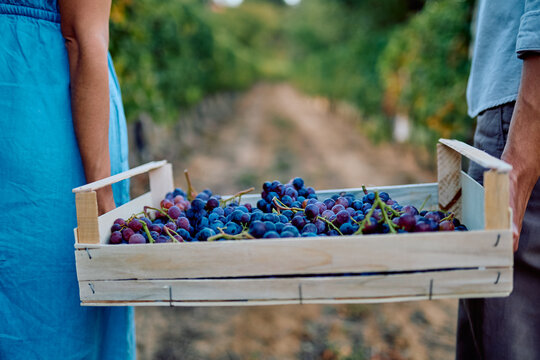 Couple hands carrying a wooden crate full of freshly harvested red grapes through a vineyard path, symbolizing teamwork and abundance