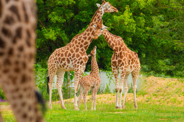 family of Giraffe Giraffa camelopardalis,with a baby. sticking out blue tongue