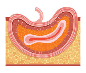 Magnified cross-section of the stomach wall, illustrating the muscle layers, rugae (folds), and internal glandular lining	