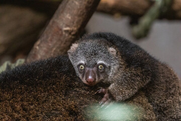 Bear cuscus, Phalanger Maculatus with baby on her back