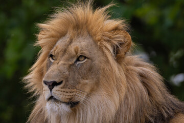 close-up image of a lion's head. expression is calm and majestic, showing off the fine details of its fur and features.