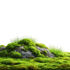 Green moss and grass isolated [Transparent Background PNG].