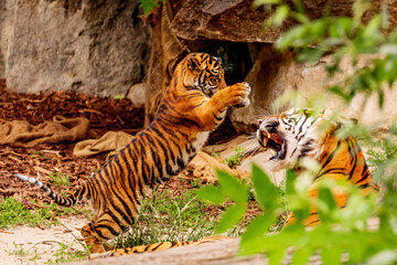 Sumatran tiger family with two little cubs