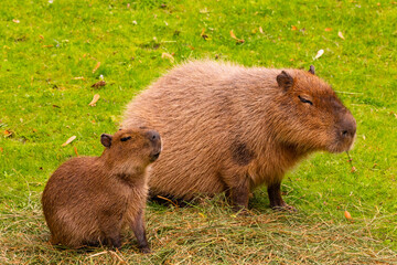 Two capybaras resting on green grass in a serene natural environment with soft sunlight