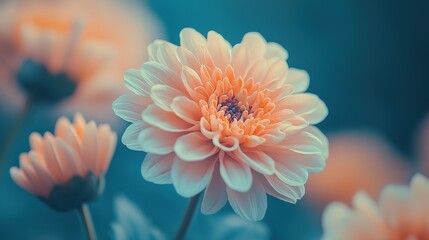 Fototapeta premium Vintage floral wallpaper with peonies, chrysanthemums and dahlias, close - up of pastel blooms 