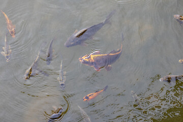 Nishikigoi - Koi fish in water - Brocade carp