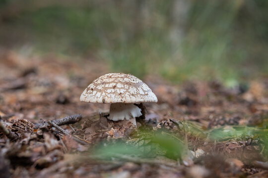 Grey Amanita mushroom - Panther cap mushroom - Amanita excelsa var. spissa