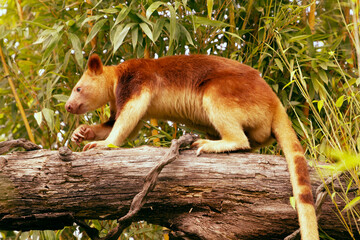 Tree kangaroo climbing on a log surrounded by lush green foliage in a natural habitat